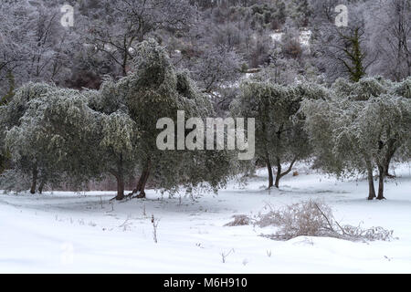 Coperte di ghiaccio oliveto dopo la pioggia gelata in provincia di Imperia, Italia Foto Stock