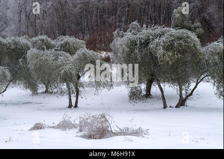 Coperte di ghiaccio oliveto dopo la pioggia gelata in provincia di Imperia, Italia Foto Stock