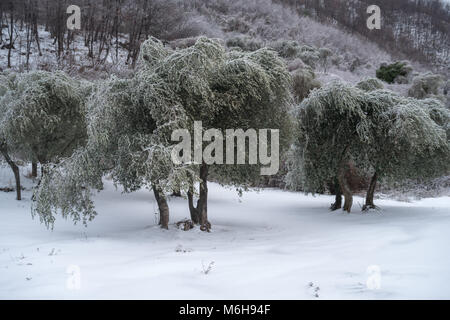 Coperte di ghiaccio oliveto dopo la pioggia gelata in provincia di Imperia, Italia Foto Stock