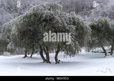 Coperte di ghiaccio oliveto dopo la pioggia gelata in provincia di Imperia, Italia Foto Stock