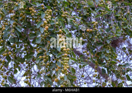 Tonnellate di Indian Jujube frutti pendenti con Jujube albero a Yas Island, Abu Dhabi. Foto Stock