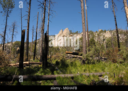 La nuova crescita di pini, felci e altre piante emerge dal suolo della foresta seguendo le Aspen Fire, Arizona Trail, deserto di Rocks Trail, Trail, Foto Stock