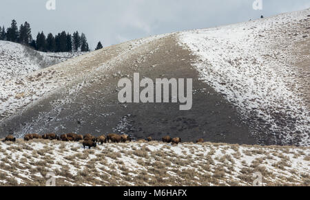 Una grande mandria di bisonti a piedi lungo una cresta in coperta di neve colline in lontananza. Foto Stock