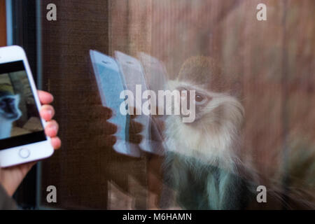 Magdeburg, Germania - 4 March 2018: una piccola scimmia guarda curiosamente alla sua riflessione su un telefono mobile display. Foto Stock