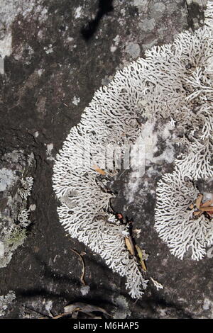 Chimanimani lichen Foto Stock