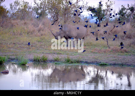 Il Kruger Park, Sud Africa. In via di estinzione white rhino haven. Foto Stock