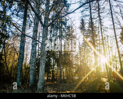 Luminosi raggi di sole splende tra gli alberi in una fredda giornata Autums direttamente alla fotocamera Foto Stock