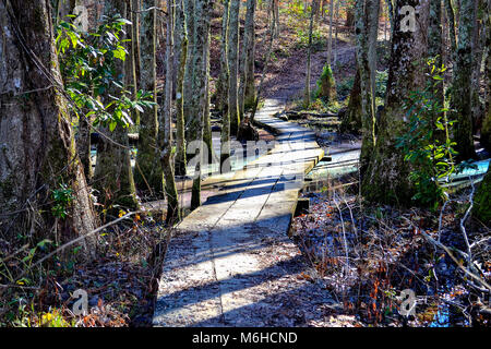 Neusiok River Trail lungo le rive del fiume Neuse in New Bern, North Carolina, Stati Uniti d'America - mirabilmente bellissimo cedro tronchi di alberi sorgere dall'acqua Foto Stock