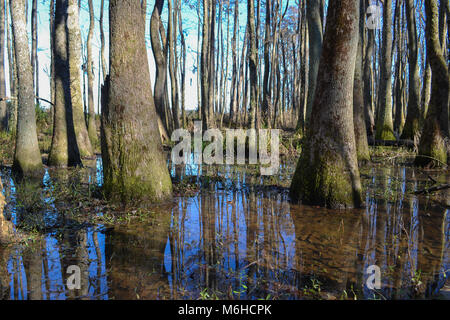 Neusiok River Trail lungo le rive del fiume Neuse in New Bern, North Carolina, Stati Uniti d'America - mirabilmente bellissimo cedro tronchi di alberi sorgere dall'acqua Foto Stock