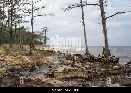 Neusiok River Trail lungo le rive del fiume Neuse in New Bern, North Carolina, Stati Uniti d'America - mirabilmente bellissimo cedro tronchi di alberi sorgere dall'acqua Foto Stock