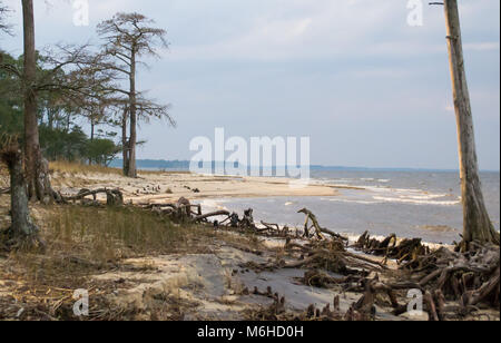 Neusiok River Trail lungo le rive del fiume Neuse in New Bern, North Carolina, Stati Uniti d'America - mirabilmente bellissimo cedro tronchi di alberi sorgere dall'acqua Foto Stock
