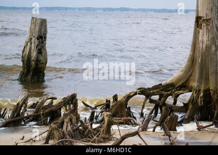 Neusiok River Trail lungo le rive del fiume Neuse in New Bern, North Carolina, Stati Uniti d'America - mirabilmente bellissimo cedro tronchi di alberi sorgere dall'acqua Foto Stock