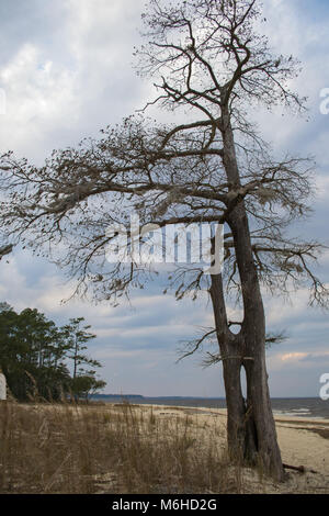 Neusiok River Trail lungo le rive del fiume Neuse in New Bern, North Carolina, Stati Uniti d'America - mirabilmente bellissimo cedro tronchi di alberi sorgere dall'acqua Foto Stock