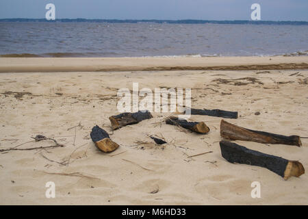 Neusiok River Trail lungo le rive del fiume Neuse in New Bern, North Carolina, Stati Uniti d'America - mirabilmente bellissimo cedro tronchi di alberi sorgere dall'acqua Foto Stock