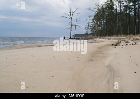 Neusiok River Trail lungo le rive del fiume Neuse in New Bern, North Carolina, Stati Uniti d'America - mirabilmente bellissimo cedro tronchi di alberi sorgere dall'acqua Foto Stock