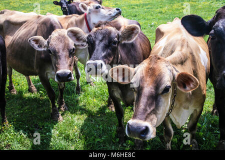 Closeup vacche da latte in un pascolo in Lancaster County, Pennsylvania, Stati Uniti, pa Amish paese US agricoltura, Stati Uniti bovini animali fattoria mucche allevamento Foto Stock