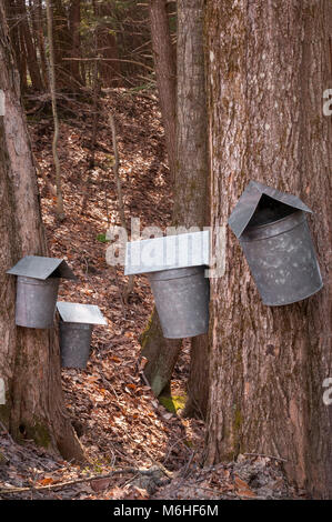 Maple zuccheraggio galvanized bucket di SAP appendere sullo zucchero di alberi di acero, raccolta di sap su un fine giornata invernale.nel New England. Foto Stock