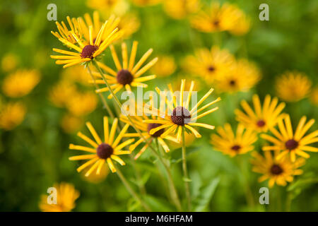 Coneflower dolce (Rudbeckia subtomentosa) Foto Stock
