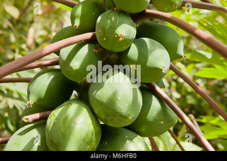 La papaia frutti su tree (Carica papaya) nativo per le Americhe - USA Foto Stock