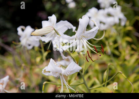 Giglio Bianco Fiori (Lilium) in giardino - USA Foto Stock