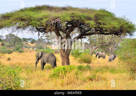 Parco Nazionale di Tarangire e è un gioco eccellente visualizzazione di destinazione in Tanzania. Elephant sotto acacia tortilla Foto Stock