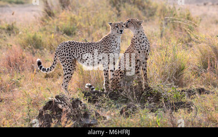 Parco Nazionale del Serengeti in Tanzania, è uno dei più spettacolari destinazioni della fauna selvatica sulla terra. Cheetah fratelli insieme. Foto Stock