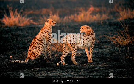 Parco Nazionale del Serengeti in Tanzania, è uno dei più spettacolari destinazioni della fauna selvatica sulla terra. Cheetah fratello in nero bruciato prateria Foto Stock