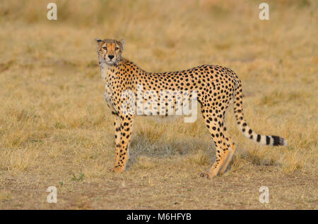 Parco Nazionale del Serengeti in Tanzania, è uno dei più spettacolari destinazioni della fauna selvatica sulla terra. Alert cheetah vista laterale Foto Stock