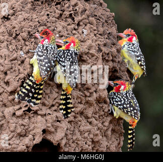 Parco Nazionale del Serengeti in Tanzania, è uno dei più spettacolari destinazioni della fauna selvatica sulla terra. Rosso e giallo barbets mangiare termiti Foto Stock