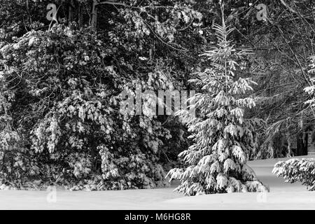 Pinafore Parco di San Tommaso, Ontario, Canada viene tranciato con una neve fresca caduta dopo che Madre Natura ha portato un tardo inverno tempesta a sudovest di Ontario. Foto Stock