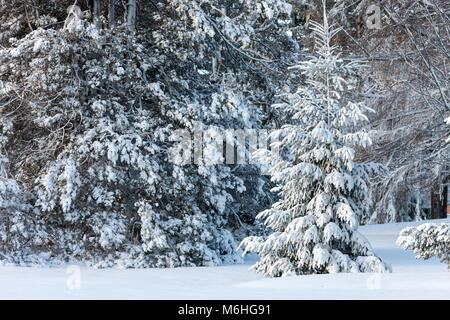 Pinafore Parco di San Tommaso, Ontario, Canada viene tranciato con una neve fresca caduta dopo che Madre Natura ha portato un tardo inverno tempesta a sudovest di Ontario. Foto Stock