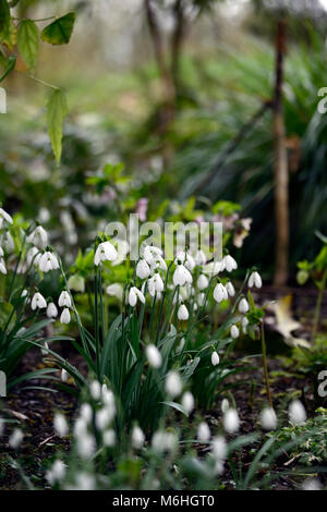 Galanthus,snowdrop,snowdrops,ammassarsi,grumi,woodland, legno,giardino,Molla,fiore,fiori,fioritura,bianco,RM Floral Foto Stock