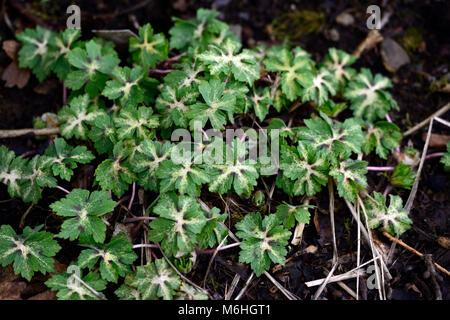 Geranio phaeum lisa,cranesbill,in marmo,fogliame variegato,foglie,groundcover,giardino,RM Floral Foto Stock