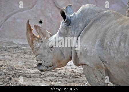 Un vicino la foto di un pericolo rinoceronte bianco / faccia di rinoceronte, avvisatore acustico e l'occhio. Sud Africa animale Foto Stock