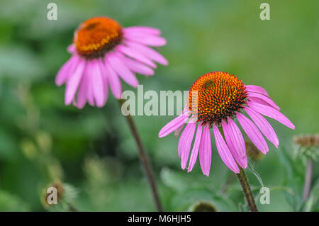 Echinacea 2 Foto Stock