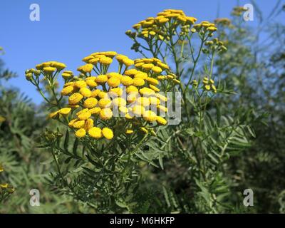 Tansy 3 Foto Stock