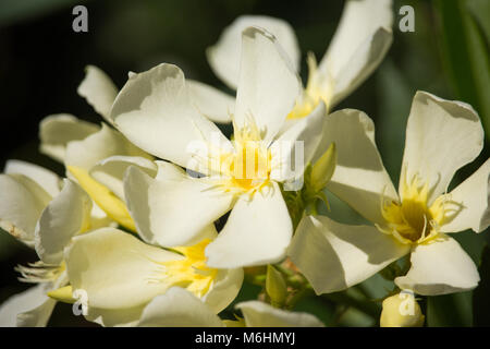 Giallo Nerium oleander Foto Stock