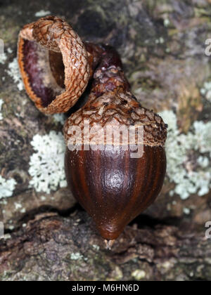 Acorn di Quercus rubra (nord quercia rossa, syn. Quercus borealis), close-up Foto Stock