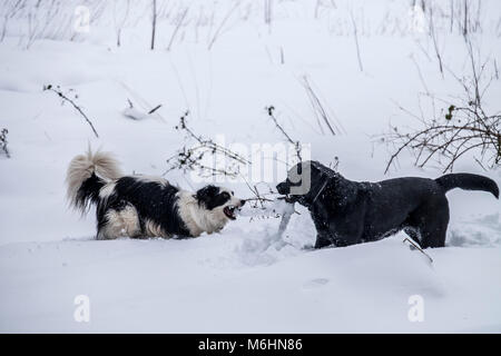 Il Labrador e Border Collie giocare nella neve Foto Stock