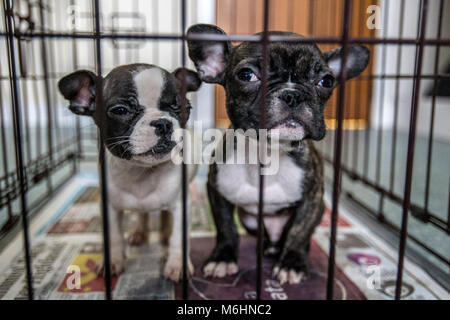 Salvato bulldog francese cuccioli Foto Stock