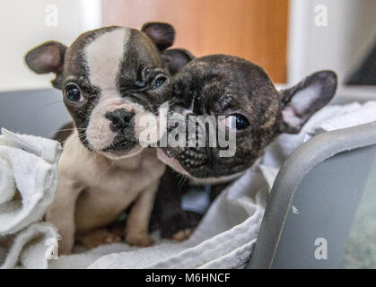 Salvato bulldog francese cuccioli Foto Stock