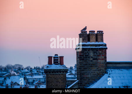 Un piccione su un camino ad alba come il sole sorge su una coperta di neve Londra Foto Stock