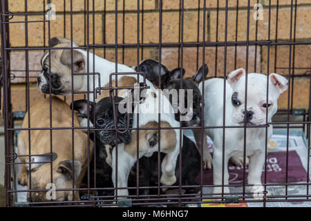 Salvato bulldog francese cuccioli Foto Stock