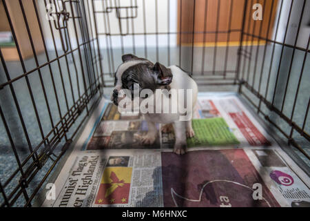 Salvato bulldog francese cuccioli Foto Stock