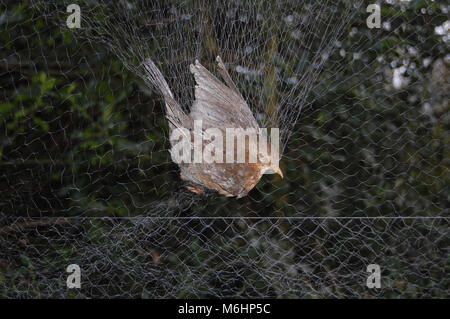 Bird in mist net, cattura di uccelli e la conservazione di inanellamento degli uccelli Foto Stock