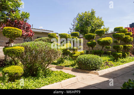 Piccolo giardino con legno di bosso scolpite in forma di ruote e cielo blu nella città di Nairobi in Kenya Foto Stock