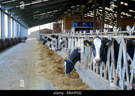 Mandria di mucche nel granaio sulla dairy farm in East Devon Foto Stock