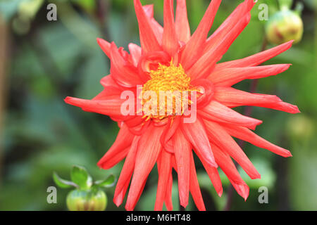 Rosso Fiore Dahlia closeup,bellissimo fiore rosso e boccioli in fiore nel giardino Foto Stock