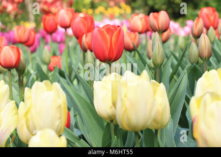 Tulip fiori,molte belle di rosso e di giallo tulip fioriture dei fiori nel giardino,Curcuma,Comune di Tulipa,Giardino comune Tulipa Foto Stock