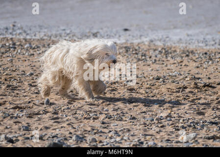 Un Inglese Sheepdog; che corre lungo il litorale su Fistral Beach in Newquay Cornwall. Foto Stock